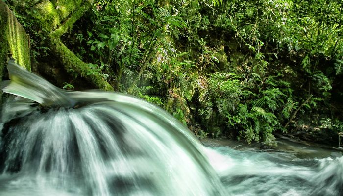  ICMS Ecológico: IAT prorroga prazo para municípios apresentarem relatórios 